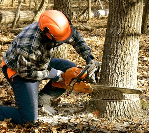 Tree Removal in Hills, MN